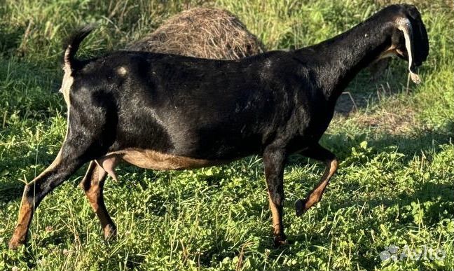 Коза англо-нубийская ч/п