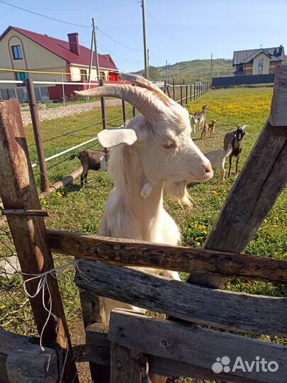 Козел альпийский