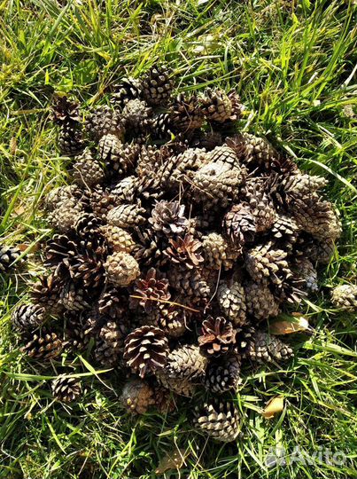 Шишки сосновые. Шишки сосны веймутова