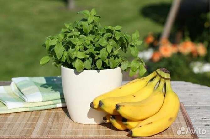 Банановая мята