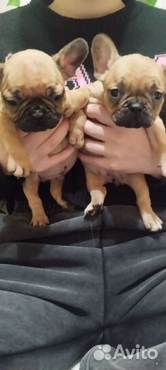 Французские бульдожки