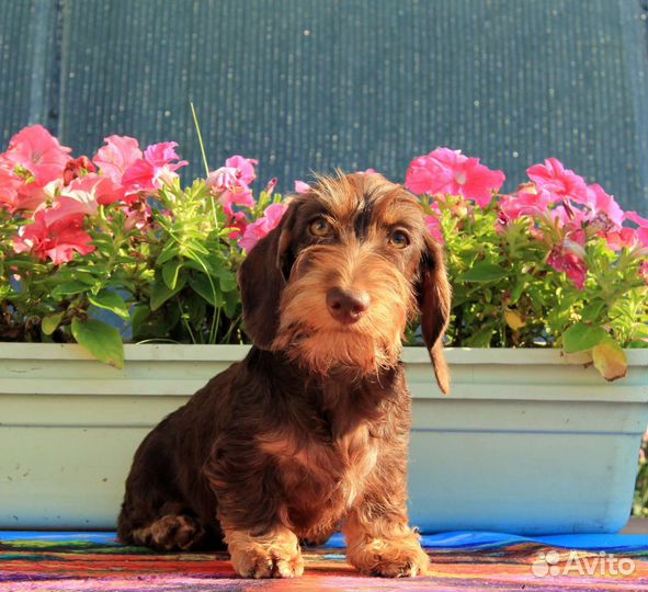 Такса кроличья