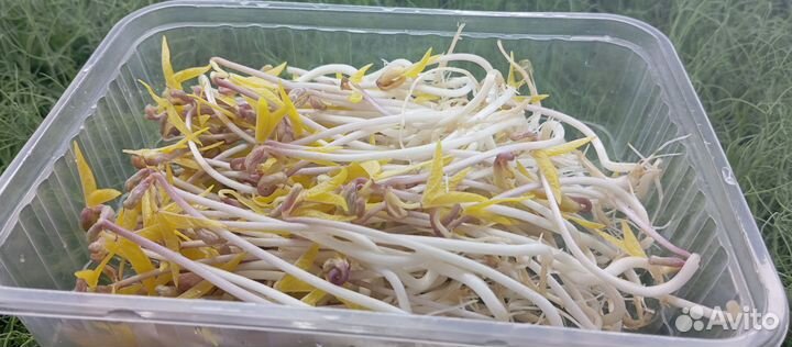 Микрозелень,проростки Маш,ростки овес для животных