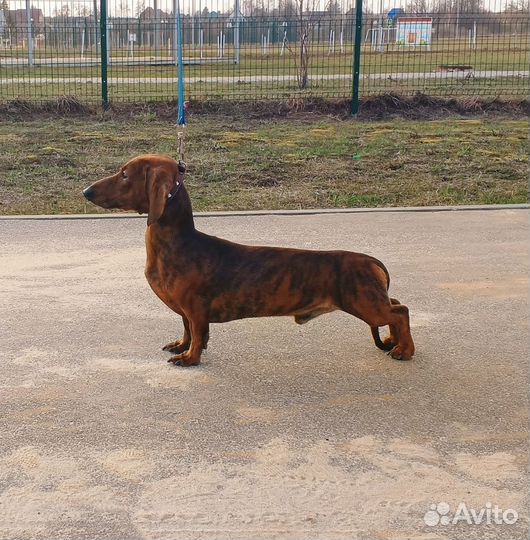 Кобель миниатюрной таксы для вязки