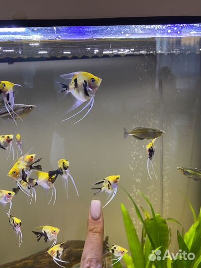 Скалярии кои мальки