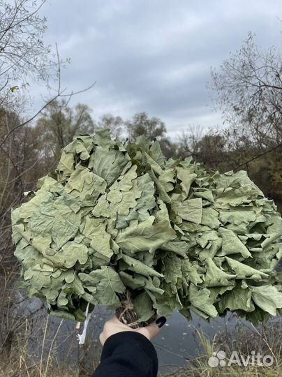 Веники дубовые