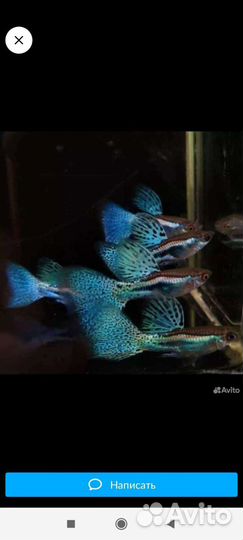 Меченосцы флаговые вуалевые,апистограммы Рамирези