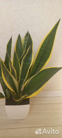 Сансевиерия