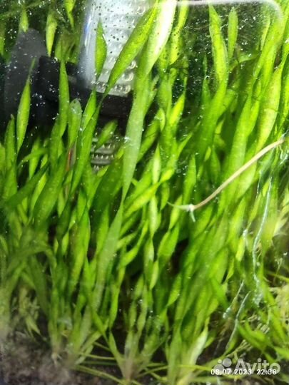 Аквариумные рыбки