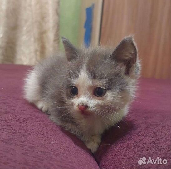 Котенок в дар бесплатно