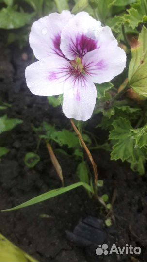 Герань пеларгония