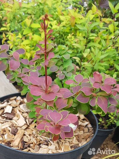 Барбарис Тунберга Голден Ринг