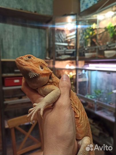 Бородатая агама