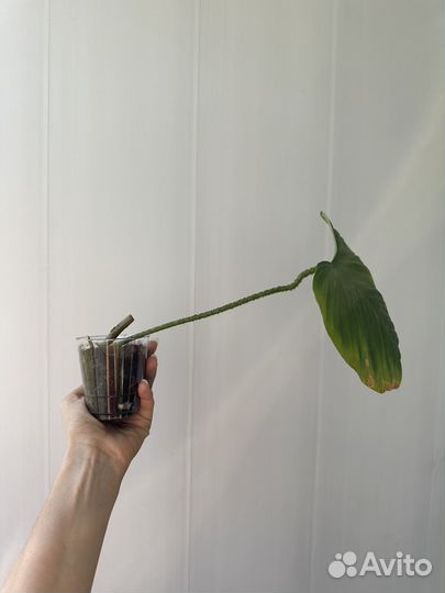 Филодендрон фаззи петиоле