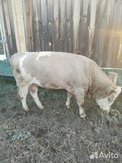 Мясо говядина