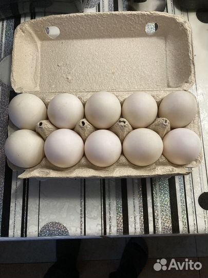 Утинные яйца