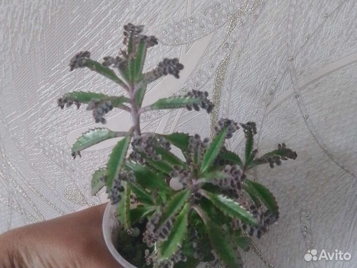 Каланхоэ серрата и цветущие