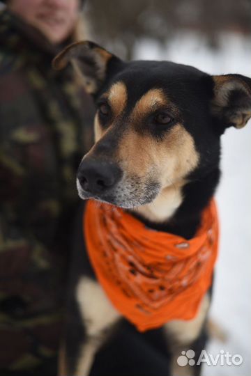 Собака-девочка из приюта