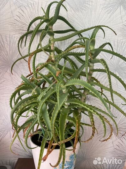 Цветок алоэ