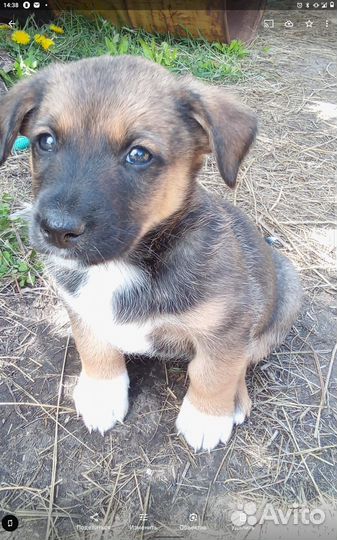 Щенки компактные, коротколапые