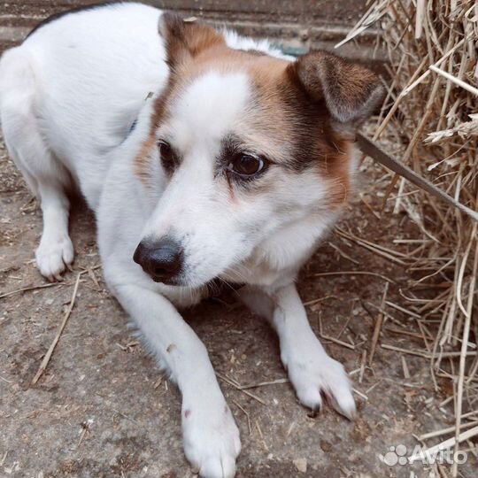 Малышке Кнопочке страшно в приюте