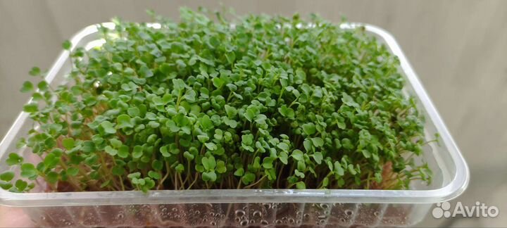 Семена микрозелени,наборы для выращивания дома