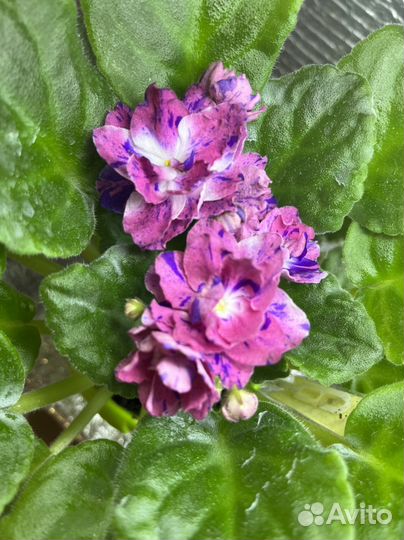 Сортовые фиалки