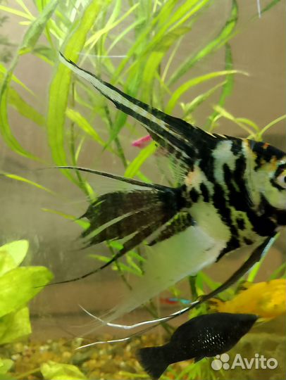 Рыба. Скалярии вуаливые