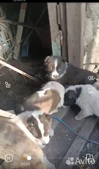 Отдам щенков в добрые руки
