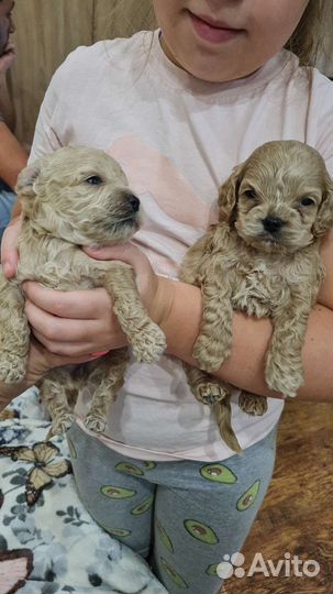 Мальтипу малыш