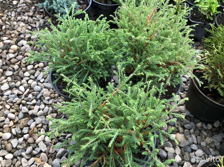 Шаровидные туи