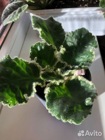 Стартеры фиалок