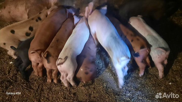 Продаются месячные поросята