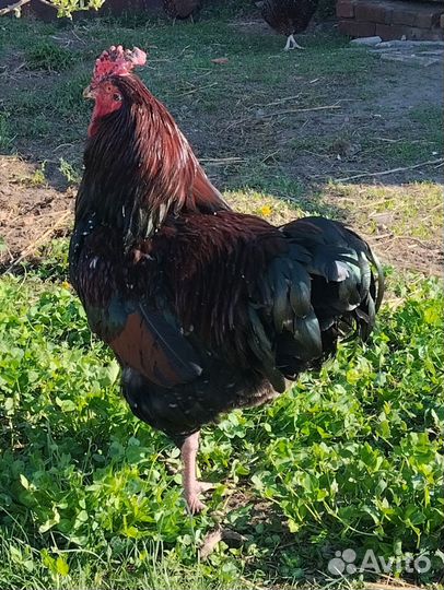 Петух породы Суссекс