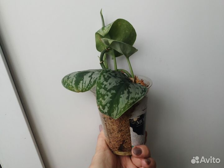 Сциндапсус пиктус,Голден потос