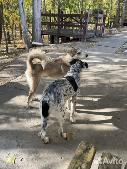 Собачка Луна в добрые руки