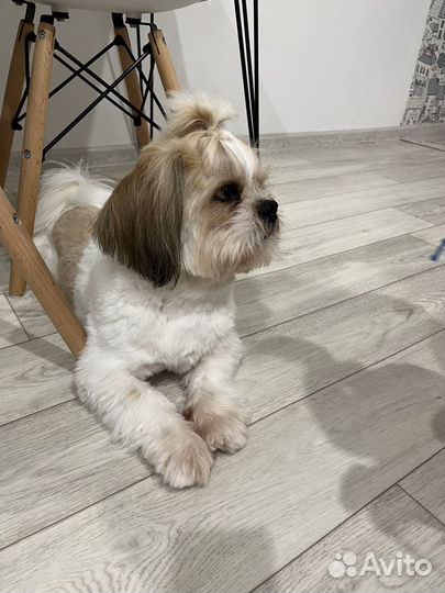 Вязка кобель ши-тцу