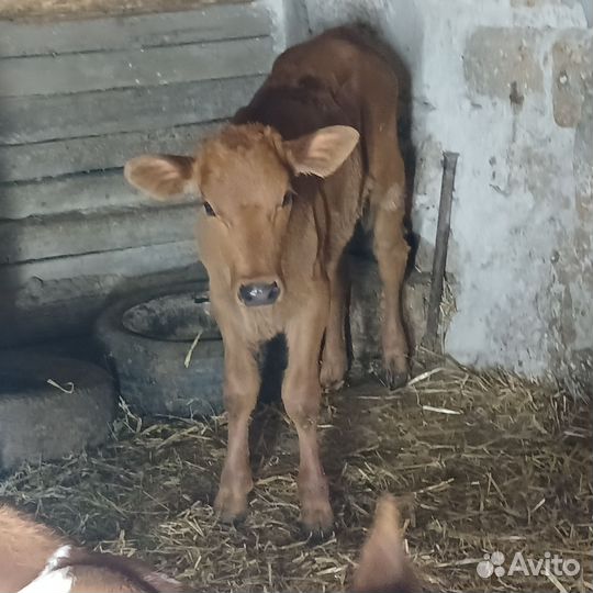 Бычки телки