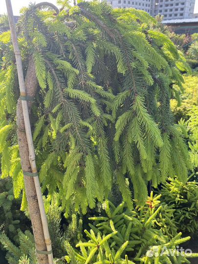 Ель инверса на штамбе