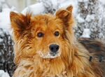 Герда- собака с внешностью лисички в поиске дома