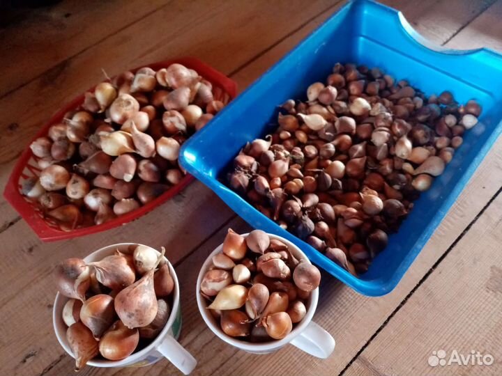 Луковицы тюльпанов