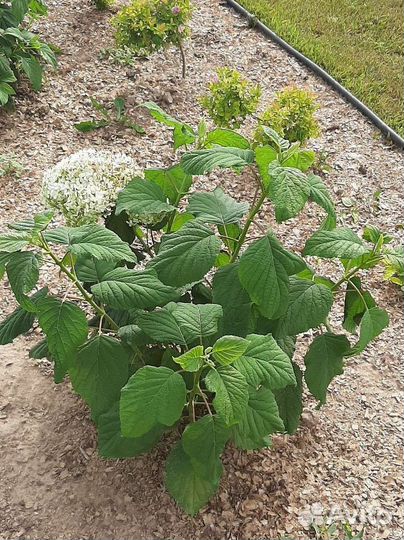 Гортензия древовидная анабель