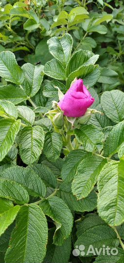 Кустарники саженцы