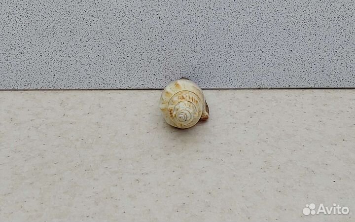 Стромбус Урсус 5,9 морская ракушка раковина