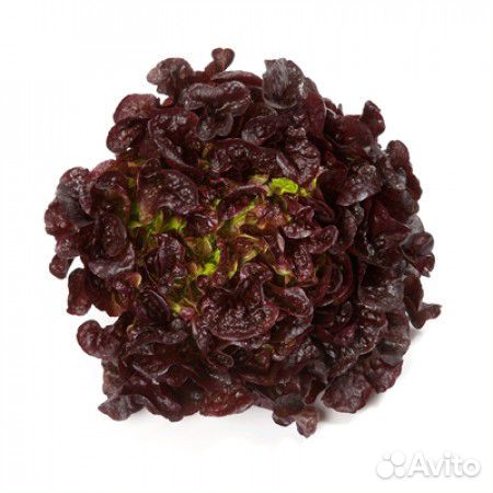 Семена Салата 