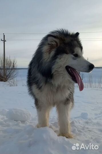 Аляскинский маламут. вязка