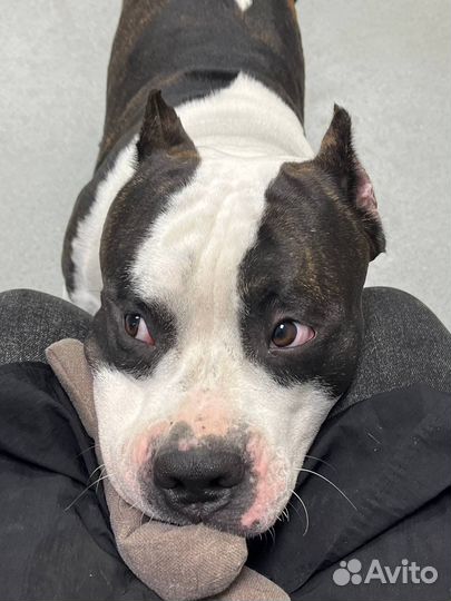 Вязка Американский стаффордширский терьер