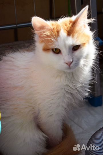 Котик Абрикос 9 мес ищет дом