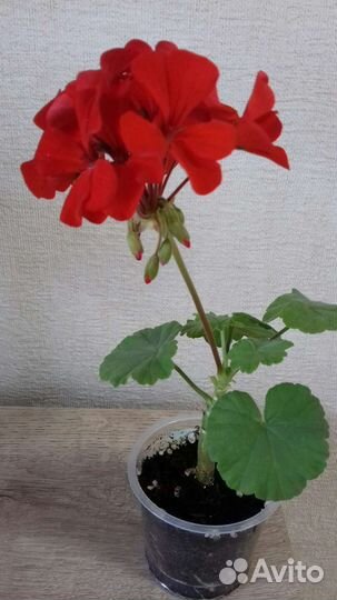Пеларгония цветущая и черенки