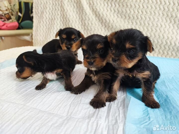 Йоркширский терьер щенки
